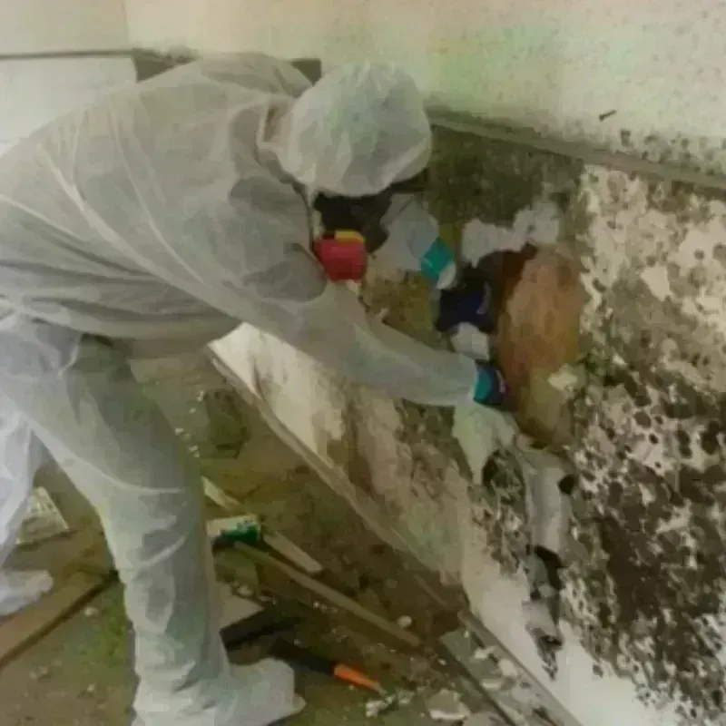 Mold Remediation and Removal in Tenaha, TX